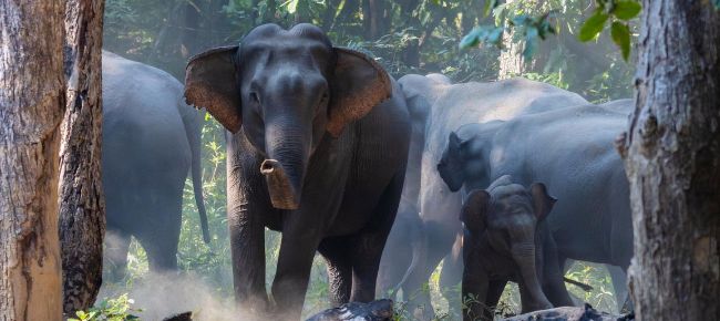 कञ्चनपुरमा जङ्गली हात्तीको आक्रमण : ६ वर्षीया बालिकाको ज्यान गयो, हजुरआमा घाइते